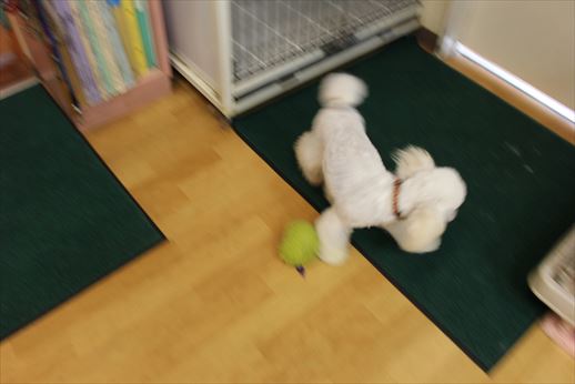 ペットホテル